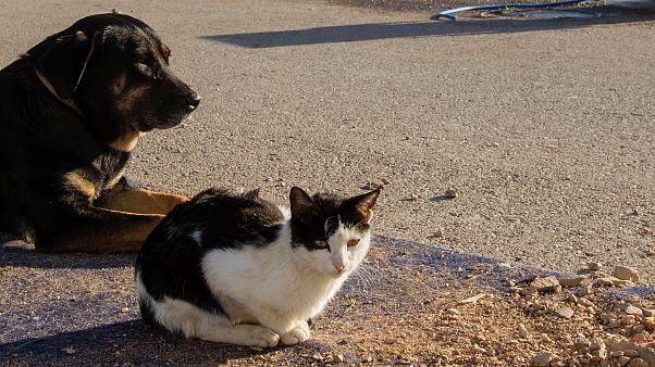 Estrasburgo: los internautas inundan #Neudorf de gatitos para ayudar a la policía Estrasburgo: los internautas inundan #Neudorf de gatitos para ayudar a la policía