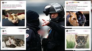 Strazburg saldırısı: Polise ait hassas bilgileri korumak için Twitter'i kedi görsellerine boğdular