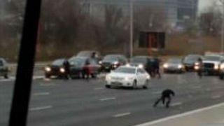 Money for nothing: drivers scramble to grab cash from motorway