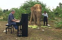 Thailand: Klassische Musik verzaubert blinde Elefanten