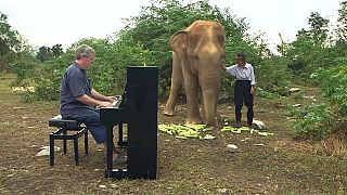 Thailand: Klassische Musik verzaubert blinde Elefanten
