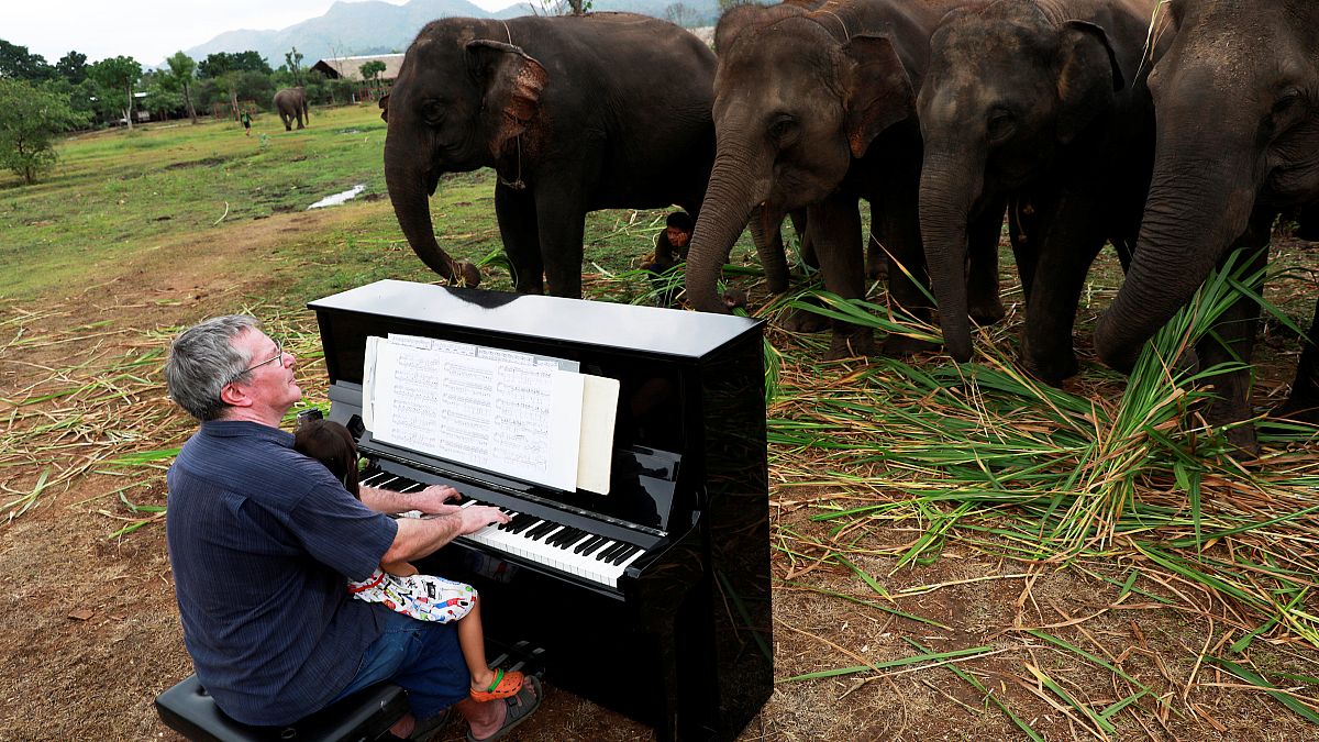 Watch: British pianist performs for retired elephants at Thai sanctuary