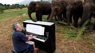 Watch: British pianist performs for retired elephants at Thai sanctuary