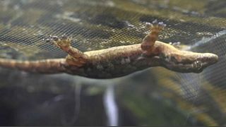 Scientists discover how geckos can run on water