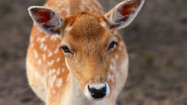29-Jähriger muss im Gefängnis "Bambi" gucken 29-Jähriger muss im Gefängnis "Bambi" gucken