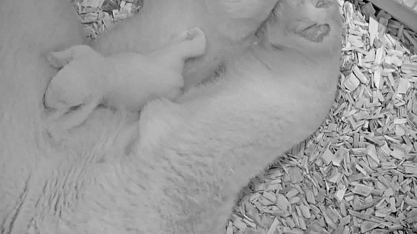 Zoo de Berlim revela imagens de cria de urso polar Zoo de Berlim revela imagens de cria de urso polar