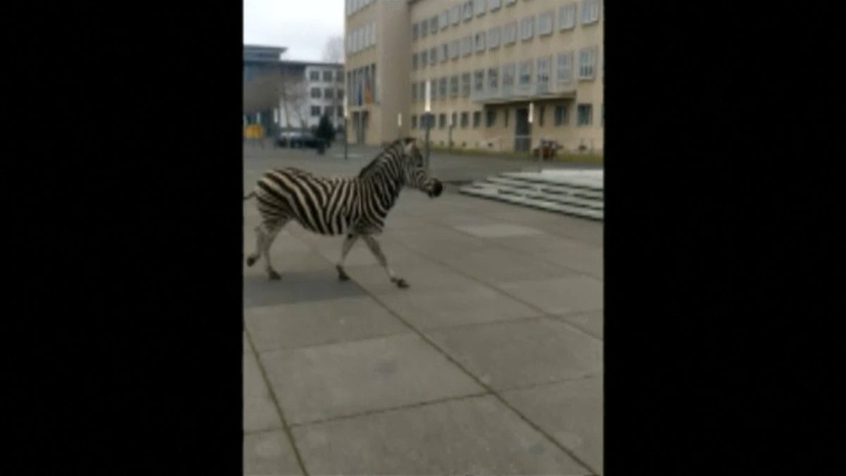 Zebra races through German city after escaping from circus