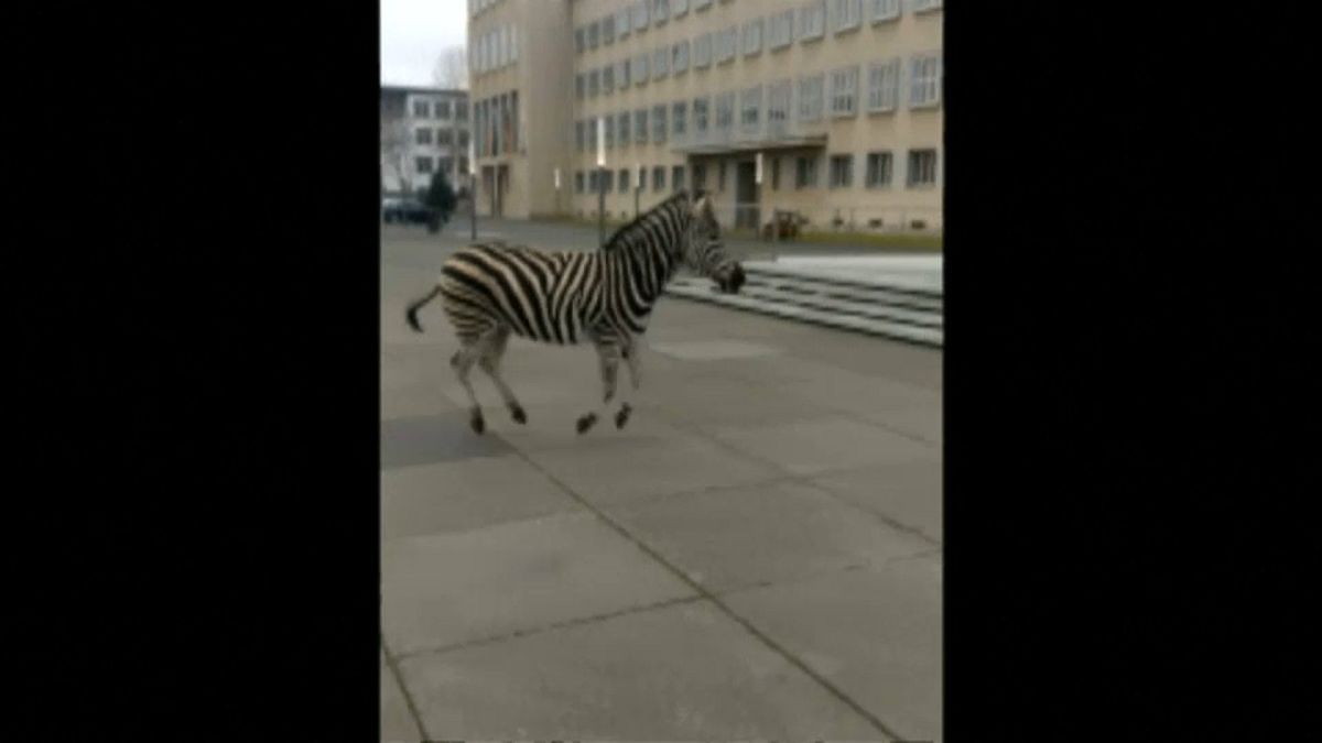 Zebras fogem de circo e trotam por cidade alemã
