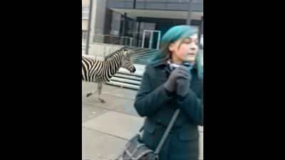Ausgebüxt: 4 Zebras in Dresden, eins ist gestorben
