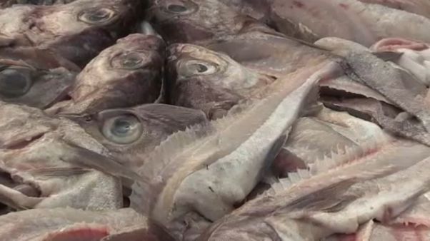 UE : les quotas de pêche fixés pour 2019 UE : les quotas de pêche fixés pour 2019