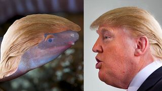 Blinde Amphibie wird nach Donald Trump benannt