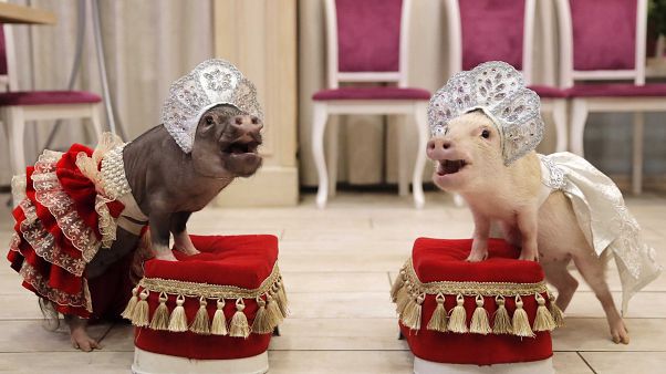 Minischwein-Hype: Russland feiert das Jahr des Schweins Minischwein-Hype: Russland feiert das Jahr des Schweins
