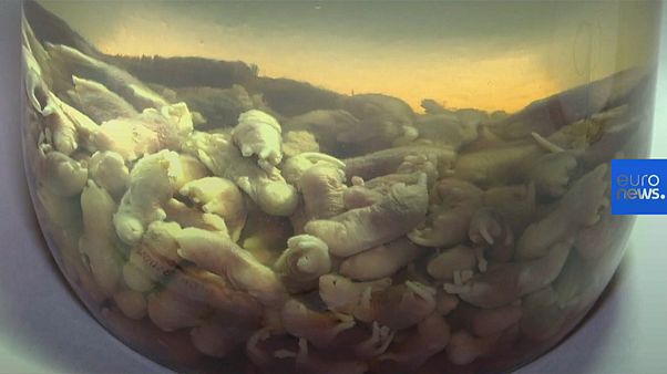 Bienvenidos al delicioso museo de la comida asquerosa Bienvenidos al delicioso museo de la comida asquerosa