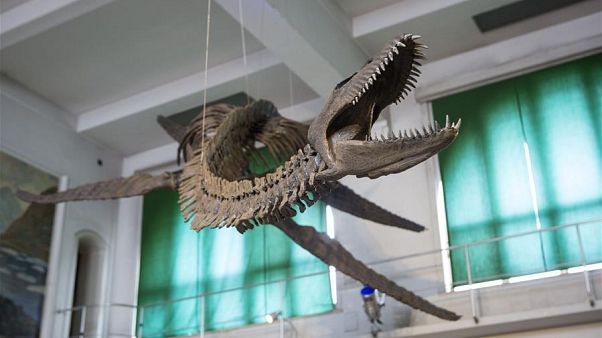 Arjantin'de paleontologlar 65 milyon yıllık dinozor fosiline hayat verdi Arjantin'de paleontologlar 65 milyon yıllık dinozor fosiline hayat verdi