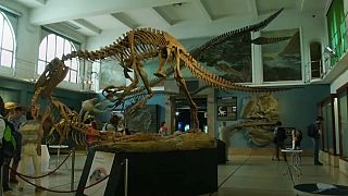 Argentine paleontologists show off Plesiosaur fossil replica