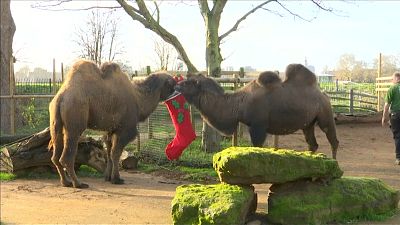 London Zoo-Tiere bekommen einen Vorgeschmack auf Weihnachten
