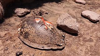 Mayotte : le braconnage, fléau des tortues vertes