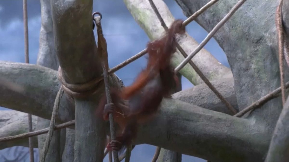 Heidi the orangutan celebrates 2nd birthday in Chicago Zoo