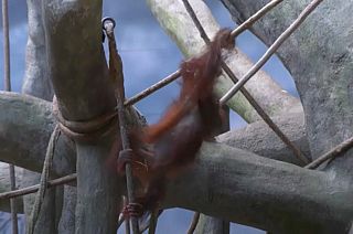 Heidi the orangutan celebrates 2nd birthday in Chicago Zoo