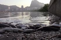 ظاهرة "إل نينيو" المناخية تؤدي إلى نفوق 13 طناً من الأسماك في البرازيل