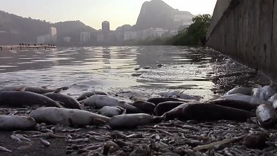 Из-за жары в Рио-де-Жанейро погибло несколько тонн рыбы