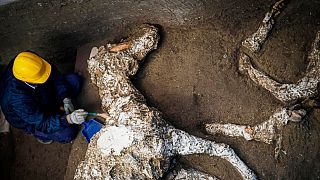 Pompeii'de Roma dönemine ait at iskeleti bulundu