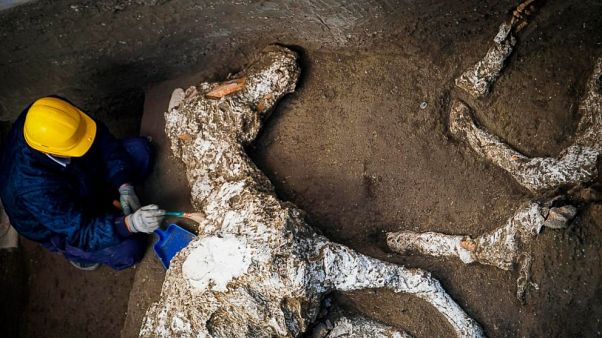 Pompeii'de Roma dönemine ait at iskeleti bulundu Pompeii'de Roma dönemine ait at iskeleti bulundu