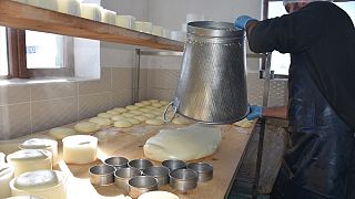 Rus Çarı'nın Türkiye'ye yerleştirdiği Malakanların peyniri yeniden sofralarda