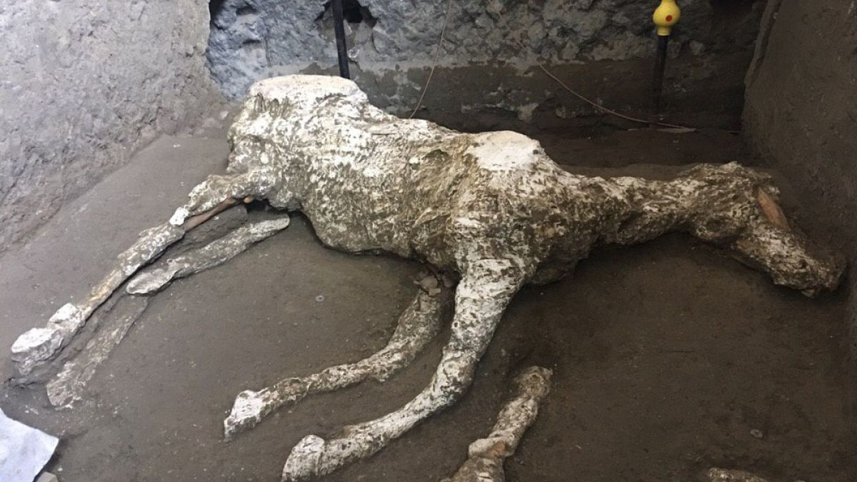 'A very rare find': Archaeologists uncover remains of saddled horse near Pompeii