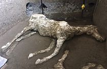 'A very rare find': Archaeologists uncover remains of saddled horse near Pompeii