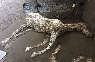 'A very rare find': Archaeologists uncover remains of saddled horse near Pompeii