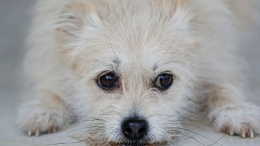Avrupa'da sokaklarda neden evcil hayvan yok?