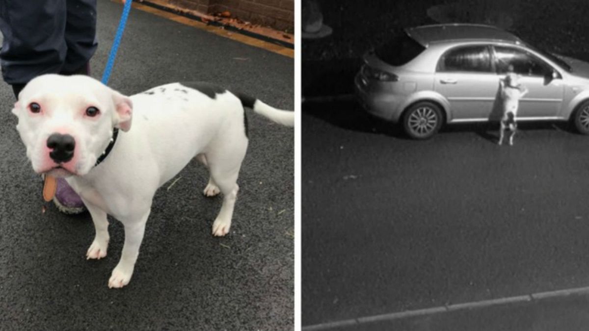 شاهد: رجل يترك كلبه في الشارع ويهرب في بريطانيا