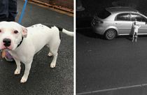 شاهد: رجل يترك كلبه في الشارع ويهرب في بريطانيا