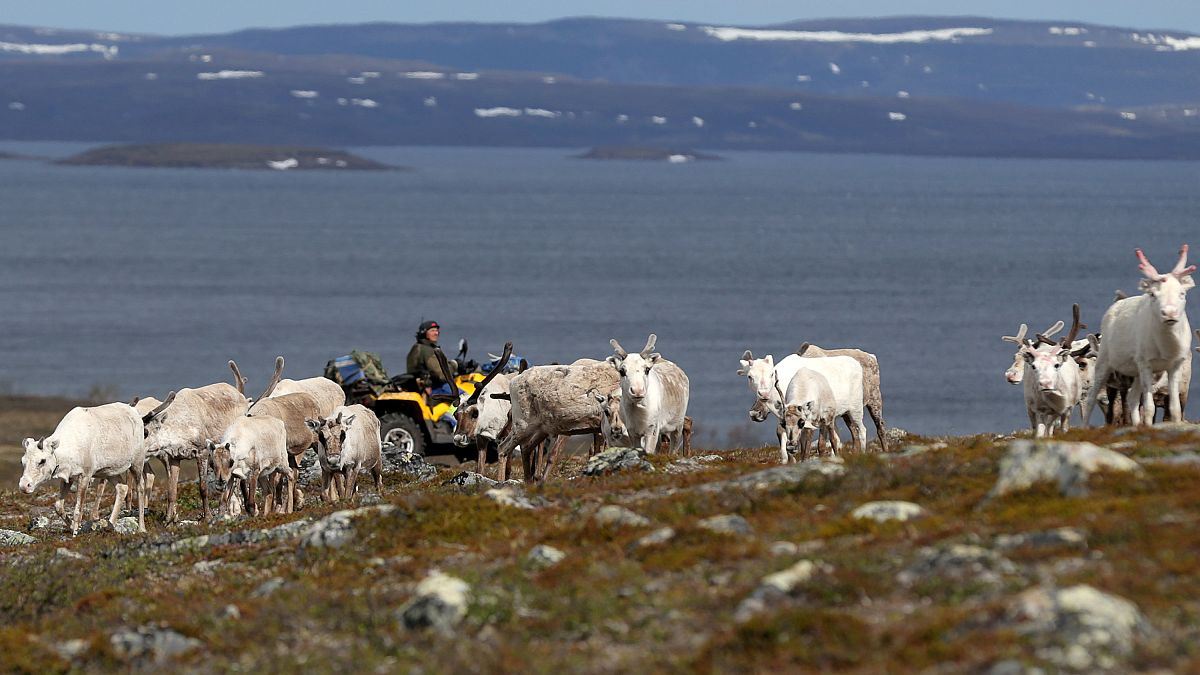 A herd of reindeer on the Finnmark Plateau, Norway, June 16, 2018.