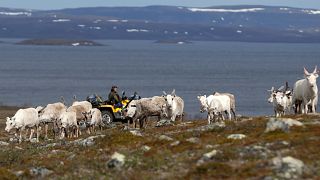 A herd of reindeer on the Finnmark Plateau, Norway, June 16, 2018.