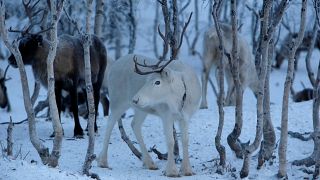 Video | Küresel ısınma yüzünden 'Noel Baba'nın ren geyikleri küçülüyor