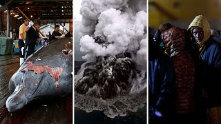 Whale hunting; Sicily earthquake; and Indonesia search | Five stories to know about today