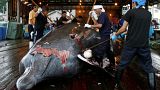 Japan to restart commercial whaling in 2019