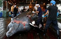 ژاپن شکار تجاری نهنگ را از سر می‌گیرد