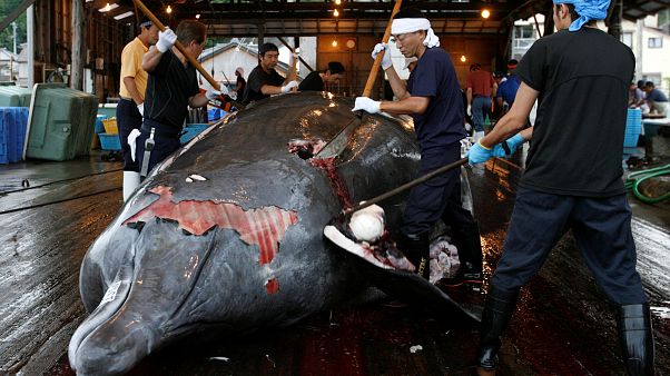 Japón reanudará la caza comercial de ballenas Japón reanudará la caza comercial de ballenas