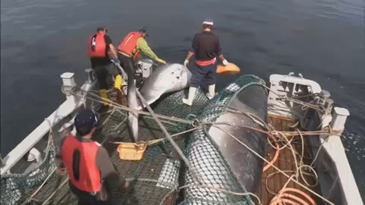 اليابان تنسحب من اللجنة الدولية لصيد الحيتان وانتقادات دولية للقرار