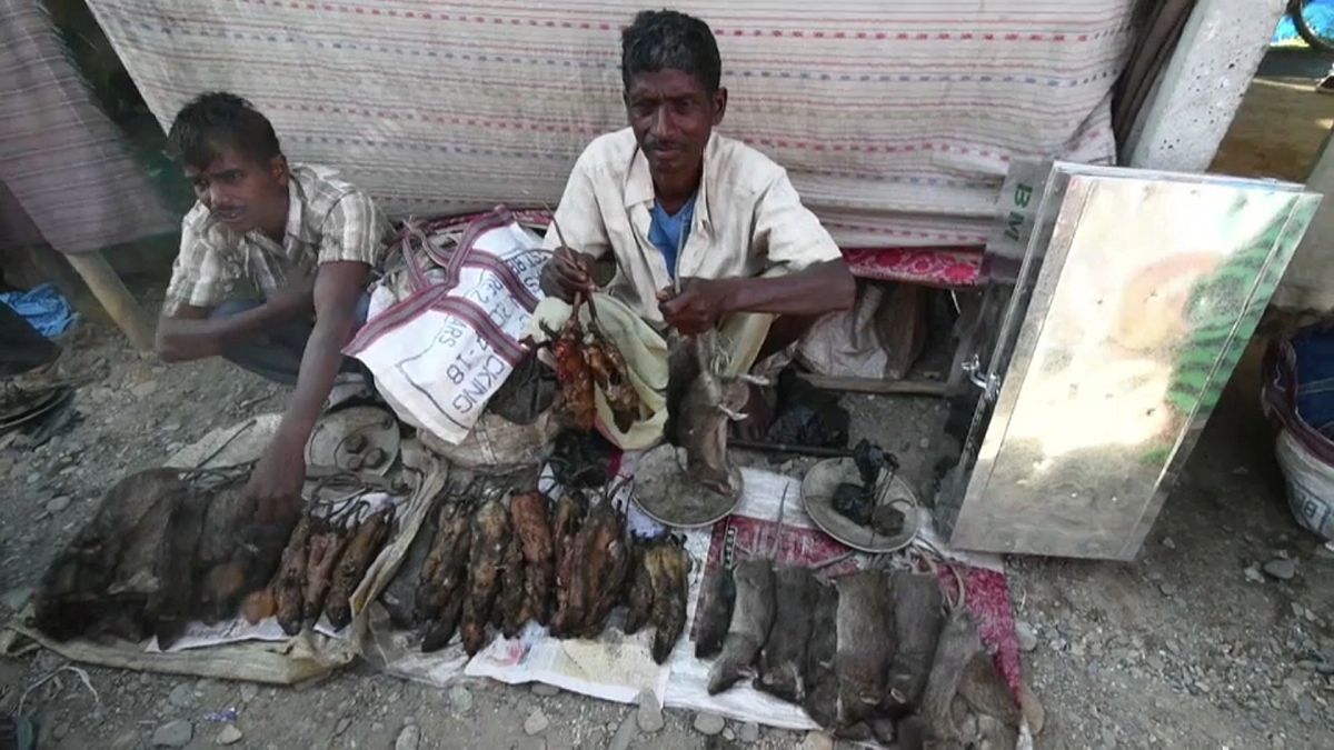 Video | Hindistan'da bir köy: Pazarın en gözde ürünü pişirilmiş fare eti