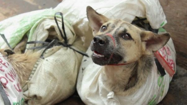¿El fin de la carne de perro en Corea del Sur? ¿El fin de la carne de perro en Corea del Sur?