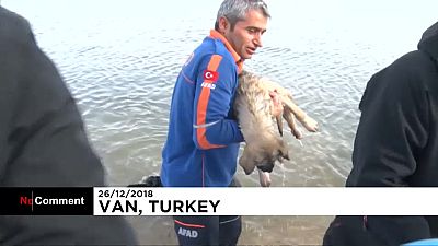 Un poliziotto salva un cane dalle acque gelide di un lago in Turchia