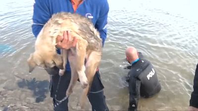 Polícia turco salva da morte cadela presa em lago gelado