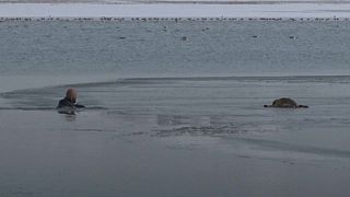 Puppy saved from frozen lake in Turkey