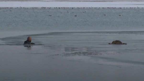 Puppy saved from frozen lake in Turkey Puppy saved from frozen lake in Turkey