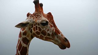 Costa Rica park creates giraffe gene bank to help protect the species