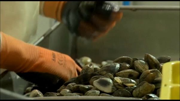 El tráfico ilegal de almejas compite con la droga El tráfico ilegal de almejas compite con la droga